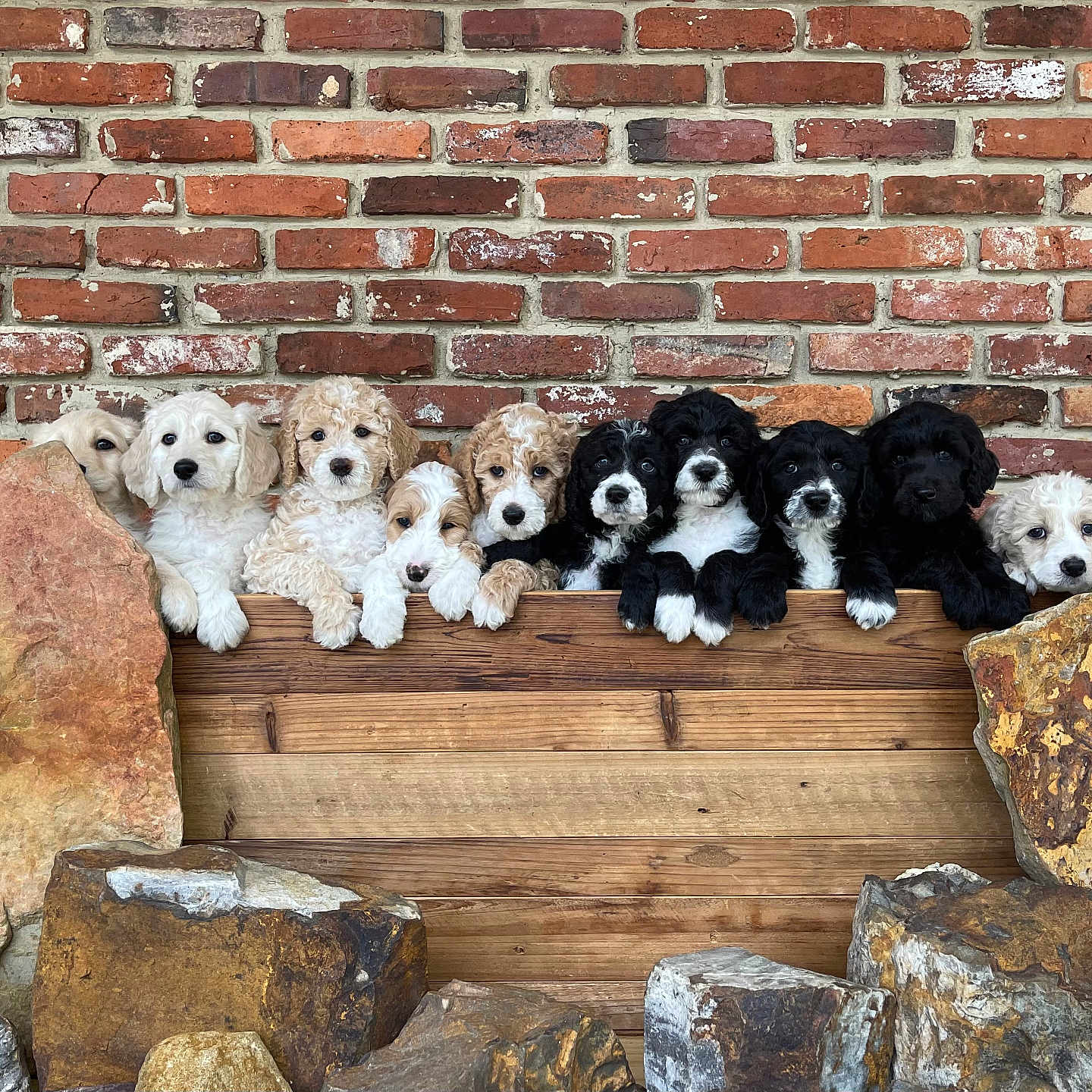 Judah Gracie Babies is registered to the contest to win money with this photo: adorable, animal, black_and_white, brick_wall, cream_colored, curious, cute, dogs, ears, fluffy, fur, group, outdoor, pets, playful, puppies, rocks, snout, wooden_fence, young