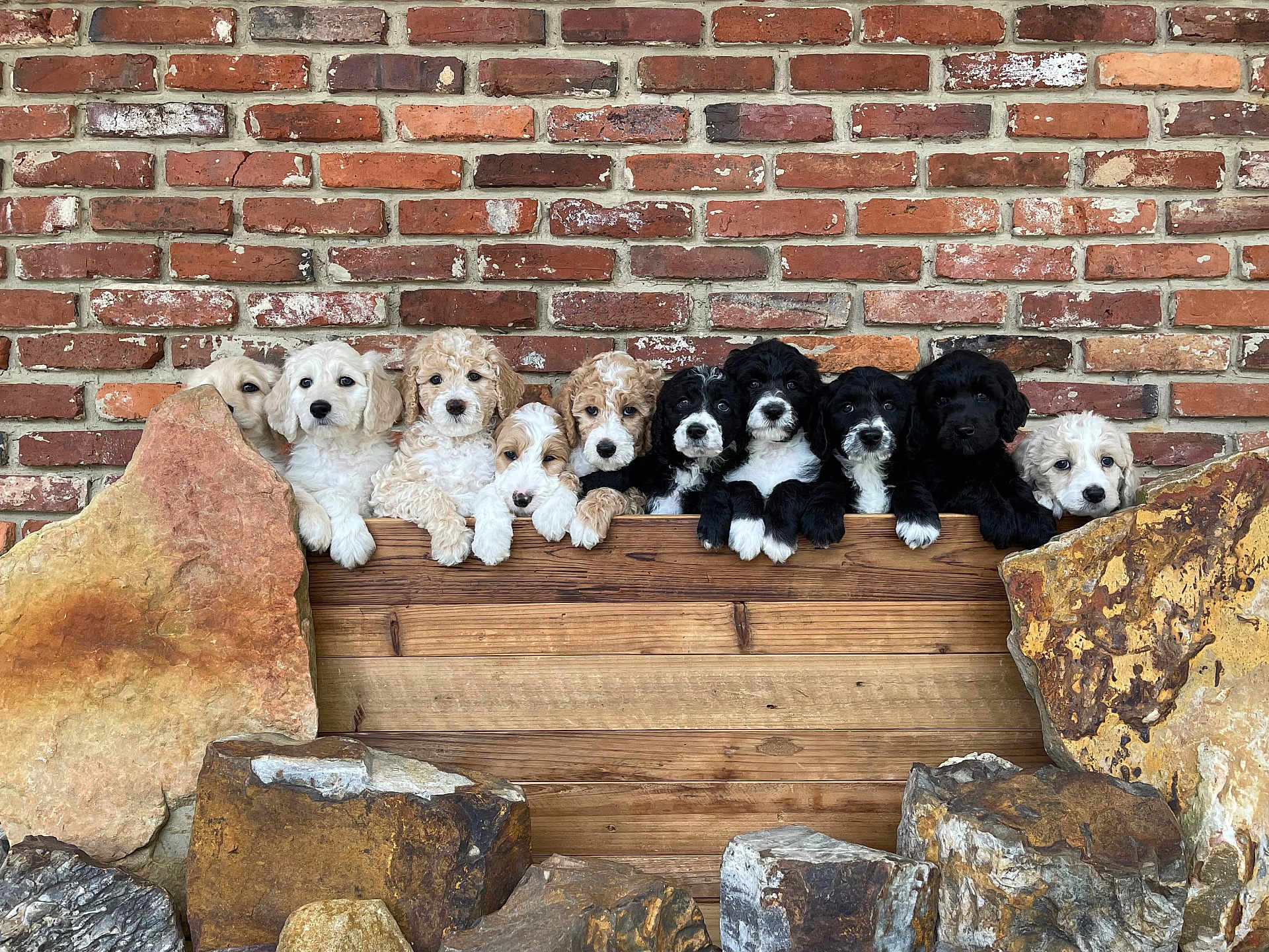 Judah Gracie Babies is registered to the contest to win money with this photo: adorable, animal, black_and_white, brick_wall, cream_colored, curious, cute, dogs, ears, fluffy, fur, group, outdoor, pets, playful, puppies, rocks, snout, wooden_fence, young