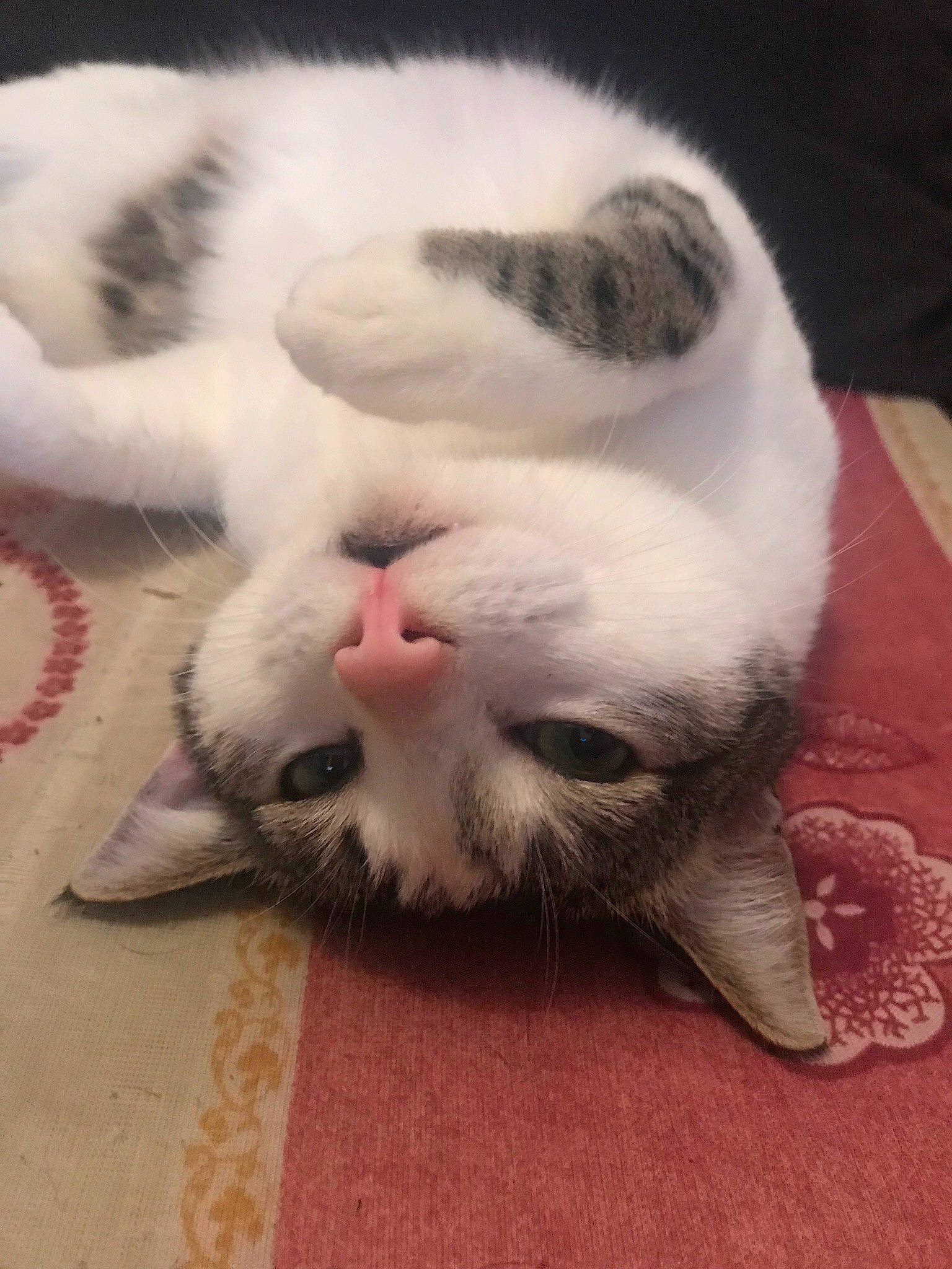 Balou participe au concours pour gagner de l'argent avec cette photo : carnivore, cat, claw, comfort, domestic_short_haired_cat, fawn, felidae, flooring, fur, grey, nap, paw, sleep, small_to_medium_sized_cats, snout, tail, terrestrial_animal, whiskers