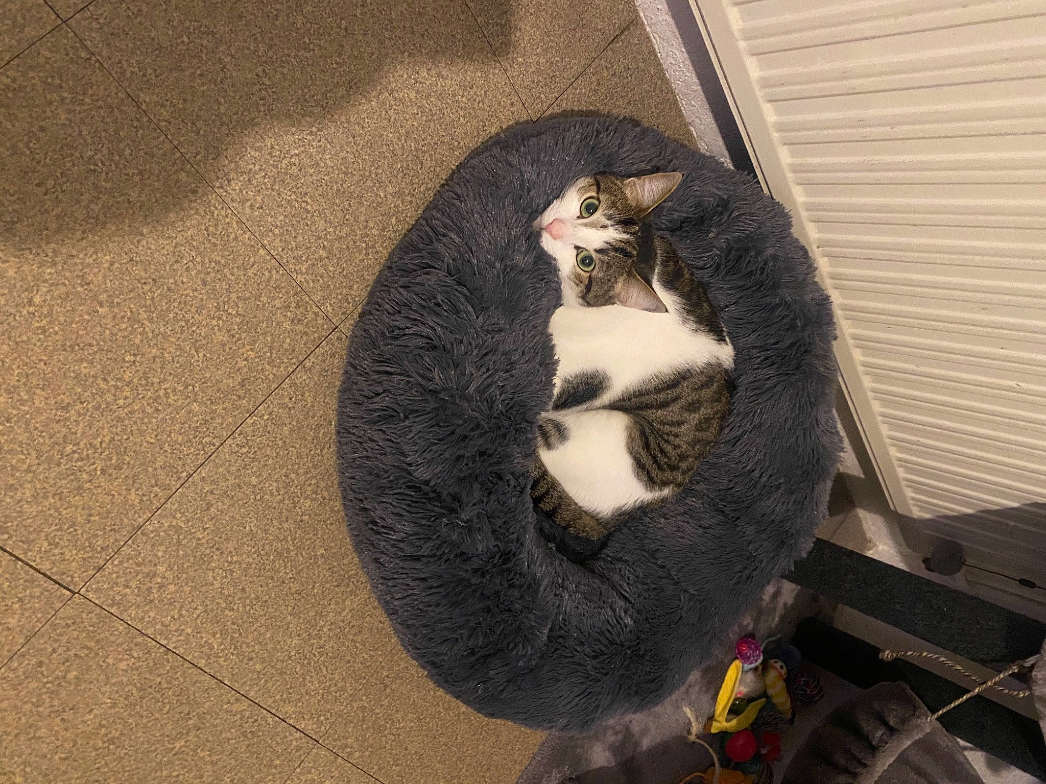 Balou a rejoint le concours — aidez-le/la à gagner de superbes lots ! beard, canidae, carnivore, cat, claw, comfort, dog_breed, domestic_short_haired_cat, felidae, flooring, formal_wear, fur, grey, paw, small_to_medium_sized_cats, snout, sporting_group, tail, whiskers, wood