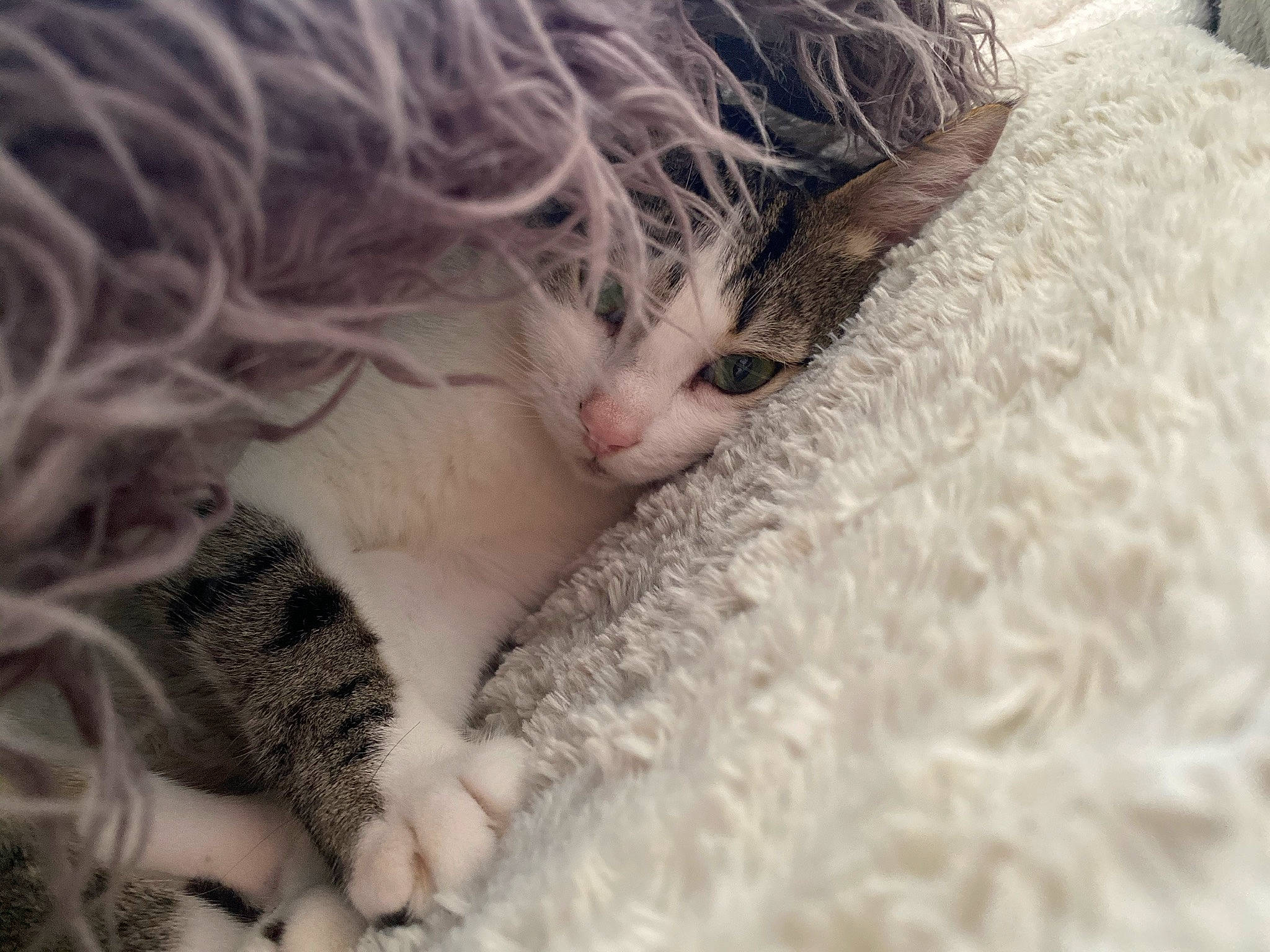 Balou participe au concours pour gagner de l'argent avec cette photo : carnivore, carpet, cat, claw, comfort, domestic_short_haired_cat, fawn, felidae, fur, grass, linens, nail, nap, paw, small_to_medium_sized_cats, snout, tail, textile, whiskers, wool