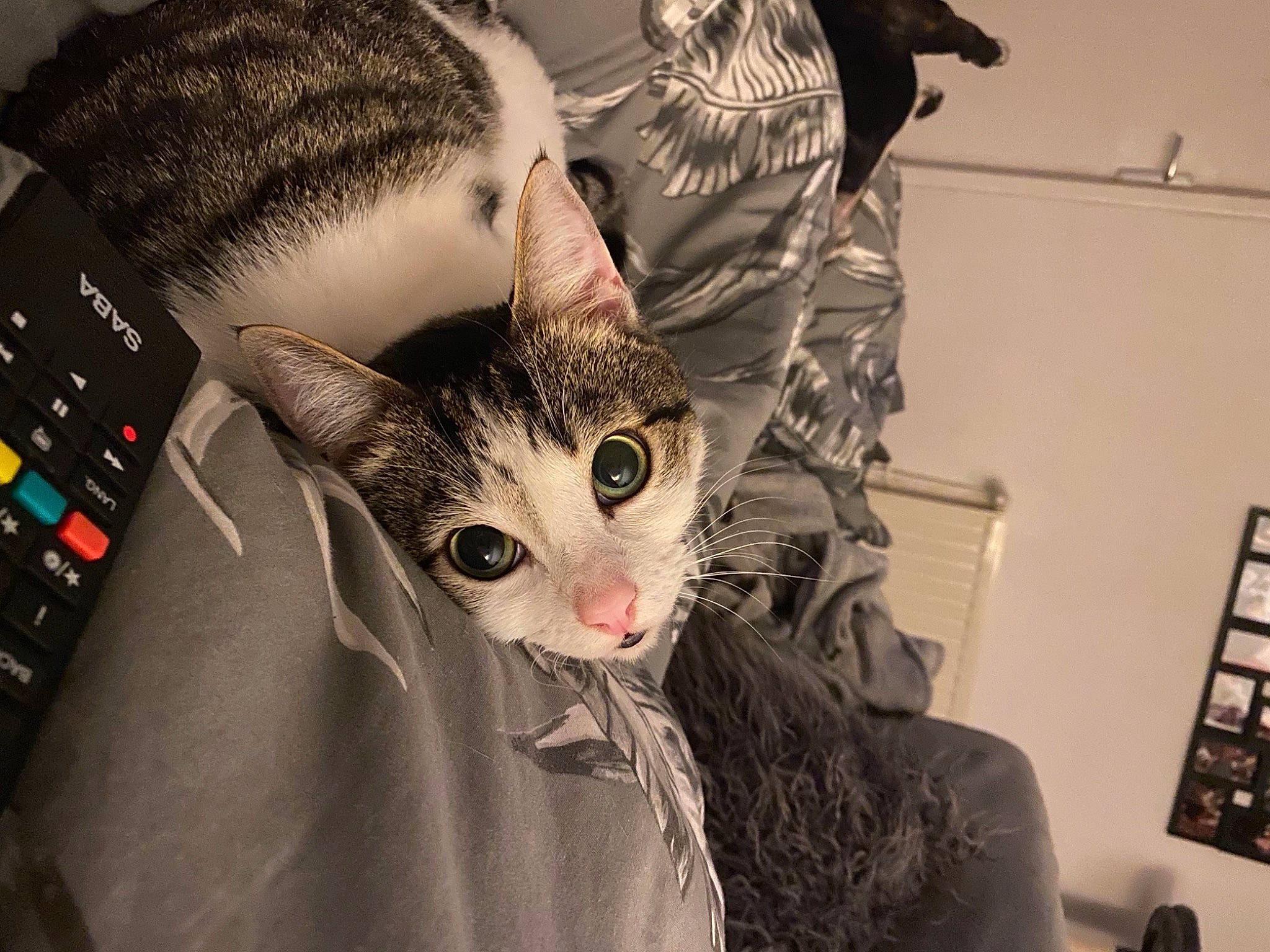 Balou participe au concours pour gagner de l'argent avec cette photo : audio_equipment, carnivore, cat, comfort, domestic_short_haired_cat, ear, eye, fawn, felidae, fur, human_body, input_device, iris, jaw, office_equipment, paw, small_to_medium_sized_cats, snout, tail, whiskers