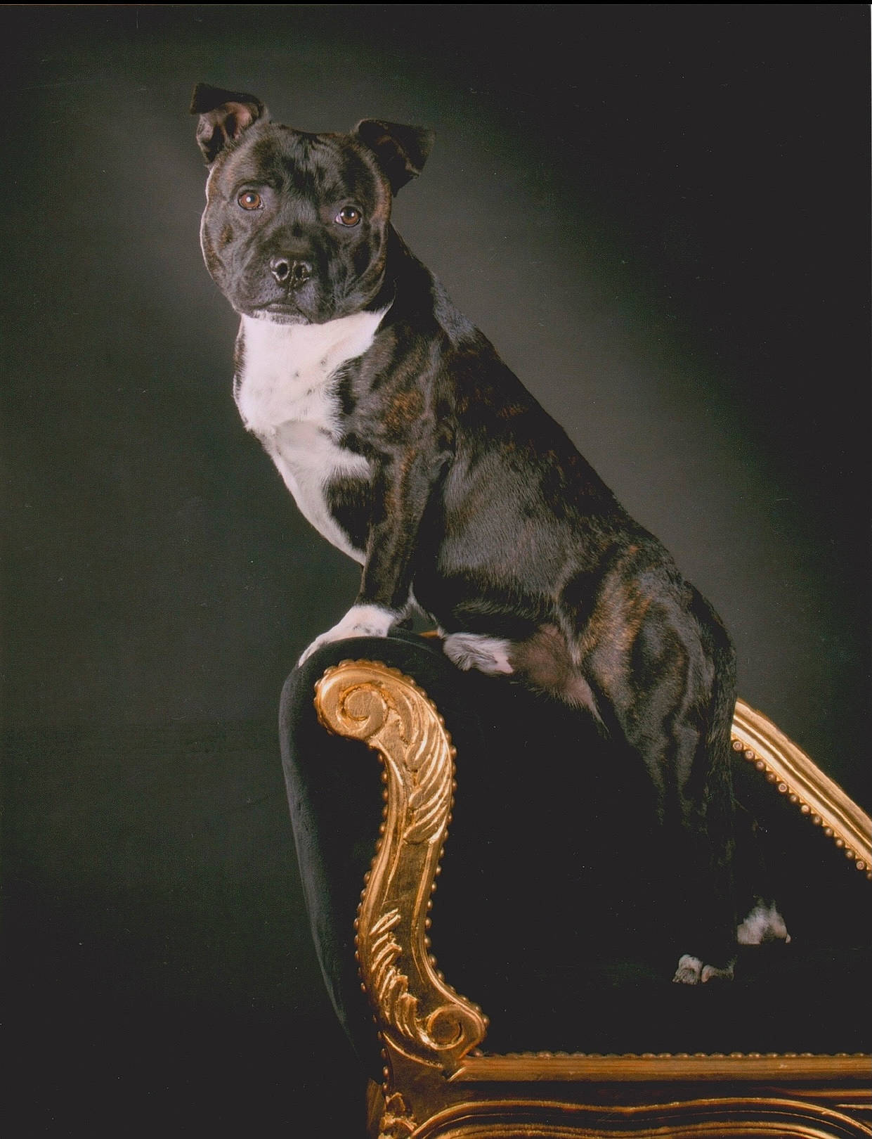 Blako a rejoint le concours — aidez-le/la à gagner de superbes lots ! ancient_dog_breeds, bulldog, canidae, carnivore, collar, companion_dog, darkness, dog, dog_breed, dog_collar, fawn, non_sporting_group, snout, sporting_group, still_life_photography, tail, terrestrial_animal, whiskers, working_animal, working_dog