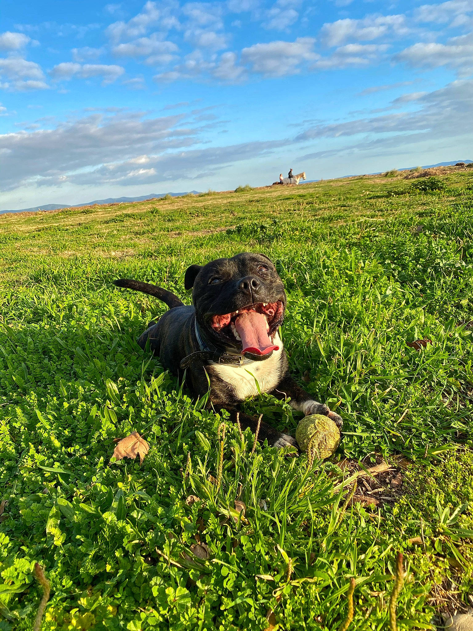 Blako a rejoint le concours — aidez-le/la à gagner de superbes lots ! agriculture, cloud, dog, dog_breed, farmworker, field, grass, grassland, groundcover, happy, landscape, meadow, natural_landscape, pasture, people_in_nature, plant, prairie, shrub, sky, sporting_group