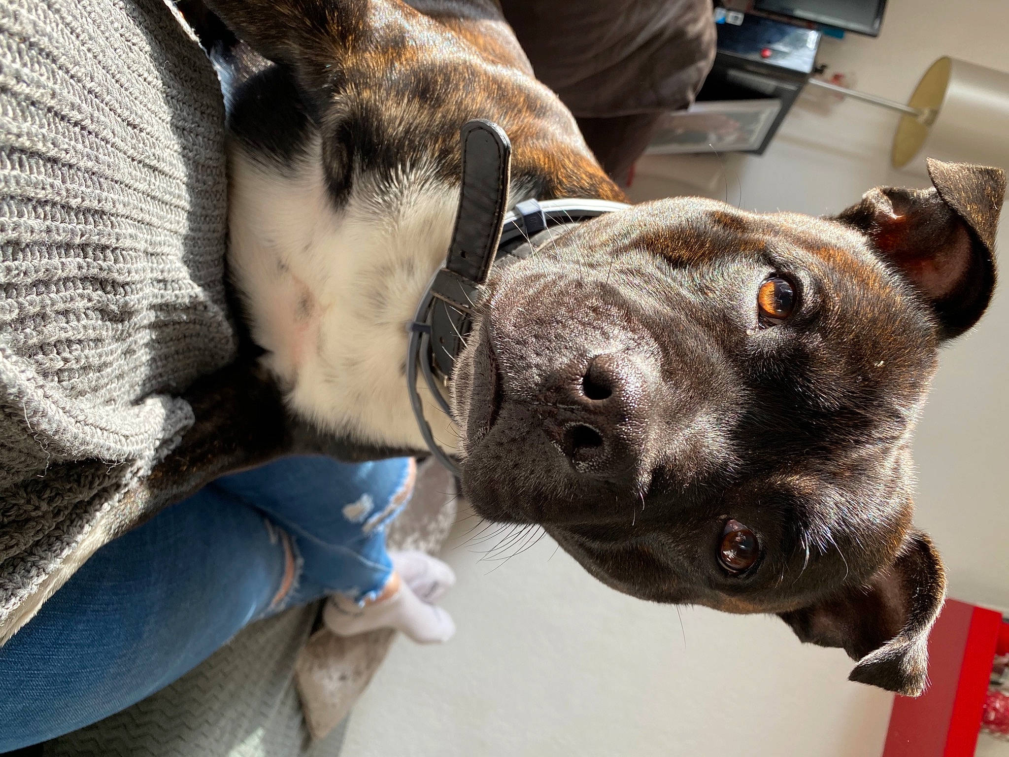 Blako a rejoint le concours — aidez-le/la à gagner de superbes lots ! canidae, carnivore, collar, comfort, companion_dog, dog, dog_breed, dog_collar, ear, fawn, fur, giant_dog_breed, guard_dog, non_sporting_group, snout, sporting_group, whiskers, working_animal, working_dog