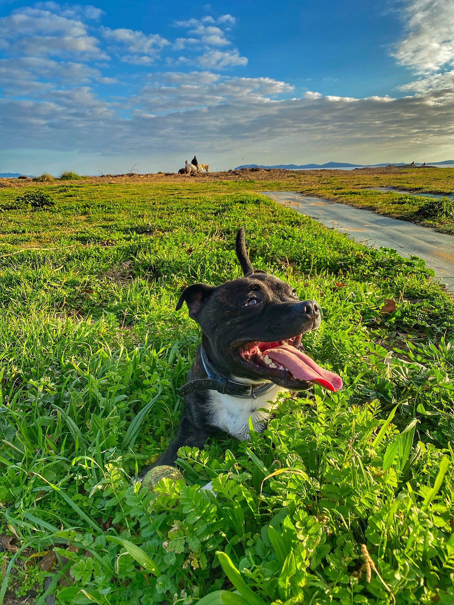 Blako participe au concours pour gagner de l'argent avec cette photo : agriculture, carnivore, cloud, companion_dog, dog, dog_breed, fawn, grass, grassland, happy, horizon, landscape, meadow, natural_landscape, people_in_nature, plant, prairie, rural_area, sky, working_animal