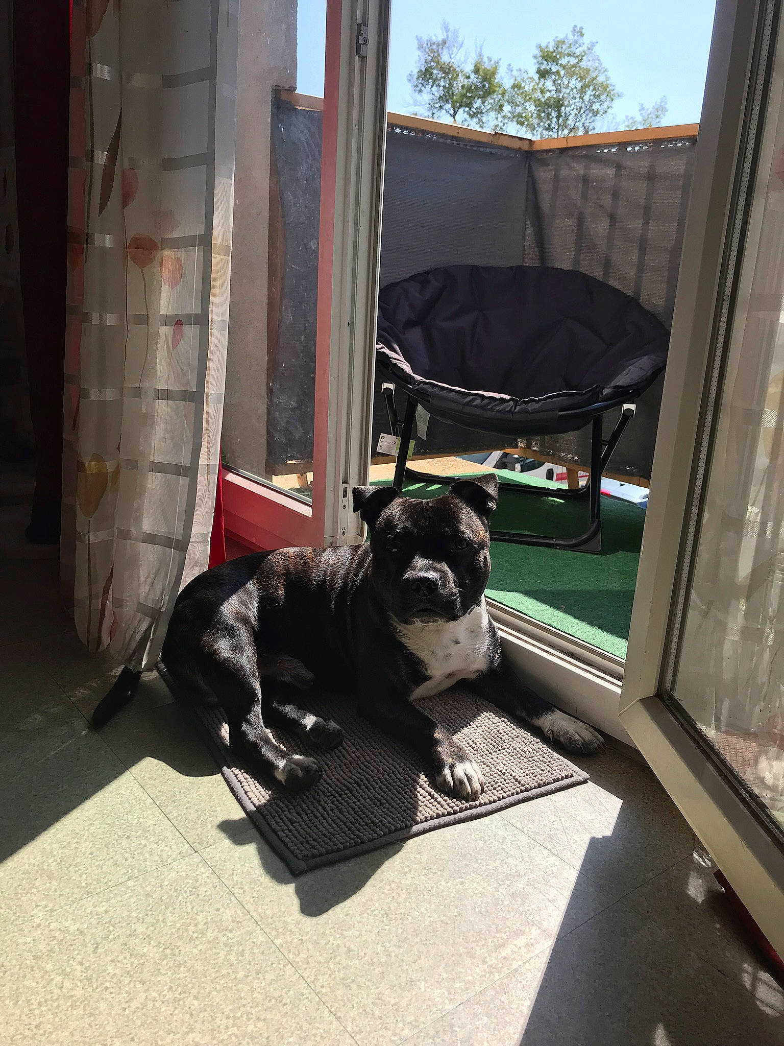 Blako participe au concours pour gagner de l'argent avec cette photo : building, canidae, carnivore, companion_dog, dog, dog_breed, fawn, flooring, house, pug, shade, sitting, sky, snout, sporting_group, tail, tints_and_shades, toy_dog, wood, working_animal