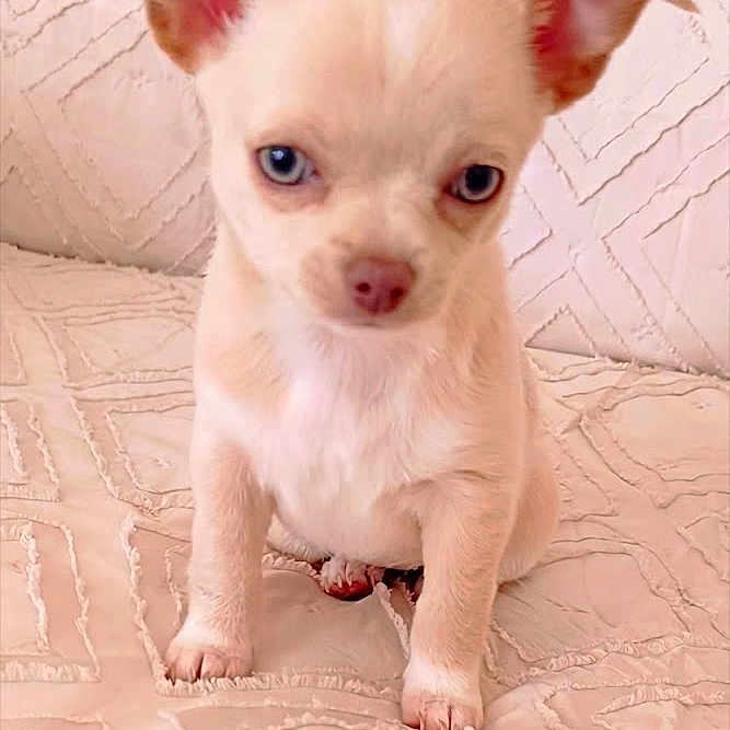 Baya participe au concours pour gagner de l'argent avec cette photo : puppy, dog, small_dog, blue_eyes, light_fur, cute, pet, animal, indoor, blanket, texture, sitting, front_paws, looking_at_camera, young, adorable, fur, ears, nose, whiskers