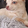 animal, blue_eyes, close_up, cream_colored, cute, dog, ears, fluffy_blanket, fur, indoor, looking_away, pet, portrait, puppy, resting, small_dog, snout, soft_texture, whiskers, young_dog
