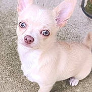 Baya participe au concours pour gagner de l'argent avec cette photo : animal, blue_eyes, canine, chihuahua, curious, cute, dog, ears_up, floor, indoors, light_colored, looking_up, nose, pet, puppy, short_fur, small_dog, standing, whiskers, young