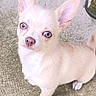 animal, blue_eyes, canine, chihuahua, curious, cute, dog, ears_up, floor, indoors, light_colored, looking_up, nose, pet, puppy, short_fur, small_dog, standing, whiskers, young