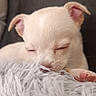 adorable, animal, blanket, closeup, cozy, cute, dog, fluffy, fur, indoor, paw, peaceful, pet, puppy, relaxing, resting, sleeping, soft, white, young
