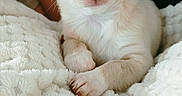 Baya participe au concours pour gagner de l'argent avec cette photo : animal, blanket, blue_eyes, cozy, cream_colored, cute, dog, face, fluffy, fur, indoor, looking, paw, person_arm, pet, puppy, resting, small, white, young