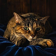 Nala is registered to the contest to win money with this photo: cat, tabby, green_eyes, feline, pet, animal, whiskers, paws, velvet_blanket, blue_blanket, indoor, close_up, portrait, relaxed, resting, wooden_background, cozy, fur, mammal, cute
