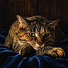 cat, tabby, green_eyes, feline, pet, animal, whiskers, paws, velvet_blanket, blue_blanket, indoor, close_up, portrait, relaxed, resting, wooden_background, cozy, fur, mammal, cute
