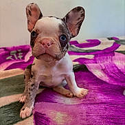 Maya joined the competition — help win amazing prizes! puppy, french_bulldog, dog, pet, animal, cute, ears, blue_eyes, sitting, blanket, indoor, young, adorable, face, fur, small, nose, pink_nose, expression, curious