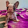 puppy, french_bulldog, dog, pet, animal, cute, ears, blue_eyes, sitting, blanket, indoor, young, adorable, face, fur, small, nose, pink_nose, expression, curious