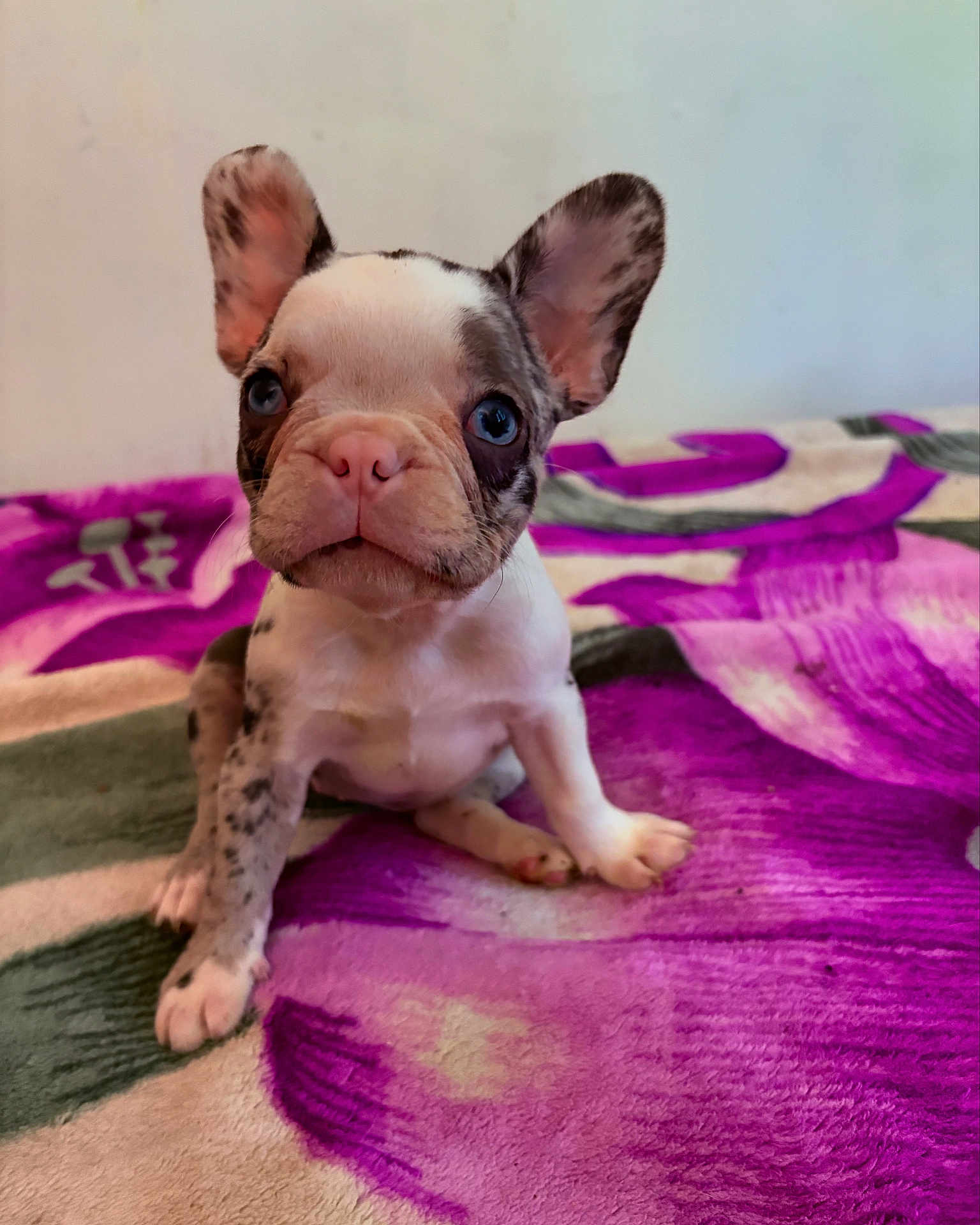 Maya joined the competition — help win amazing prizes! puppy, french_bulldog, dog, pet, animal, cute, ears, blue_eyes, sitting, blanket, indoor, young, adorable, face, fur, small, nose, pink_nose, expression, curious