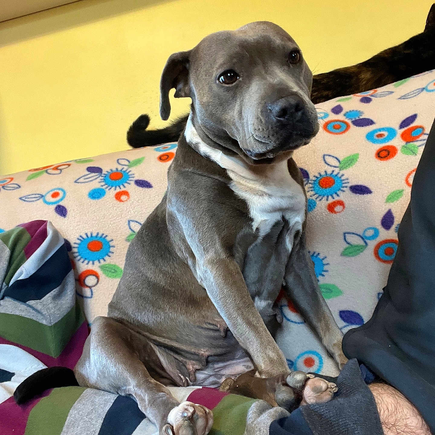 Parrice Bruttomesso participe au concours pour gagner de l'argent avec cette photo : animal, blanket, cat_tail, companion, couch, cute, dog, floral_pattern, furniture, gray_dog, home, indoor, looking, paw, pet, relaxed, sitting, striped_blanket, tail, white_chest