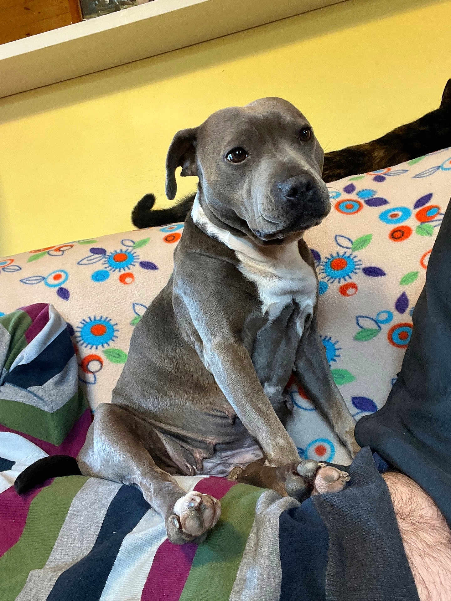 Parrice Bruttomesso participe au concours pour gagner de l'argent avec cette photo : dog, pet, indoor, couch, blanket, striped_blanket, floral_pattern, gray_dog, white_chest, sitting, paw, tail, cat_tail, furniture, home, animal, companion, relaxed, looking, cute