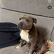 Parrice Bruttomesso a rejoint le concours — aidez-le/la à gagner de superbes lots ! dog, gray_dog, white_chest, couch, blanket, indoor, pet, sitting, curious, furniture, domestic_animal, canine, companion, household, relaxed, animal, portrait, cozy, black_bag, colorful_blanket