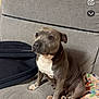 dog, gray_dog, white_chest, couch, blanket, indoor, pet, sitting, curious, furniture, domestic_animal, canine, companion, household, relaxed, animal, portrait, cozy, black_bag, colorful_blanket