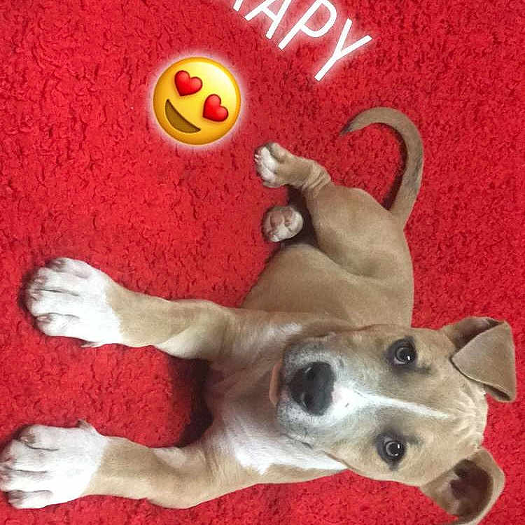 Scrapy