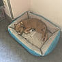 Scrapy participe au concours pour gagner de l'argent avec cette photo : canidae, carnivore, comfort, dog_bed, fawn, furniture, product, whippet