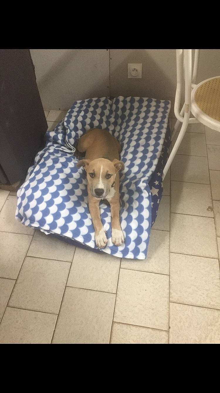 Scrapy participe au concours pour gagner de l'argent avec cette photo : canidae, carnivore, companion_dog, dog, dog_breed, fawn, sporting_group