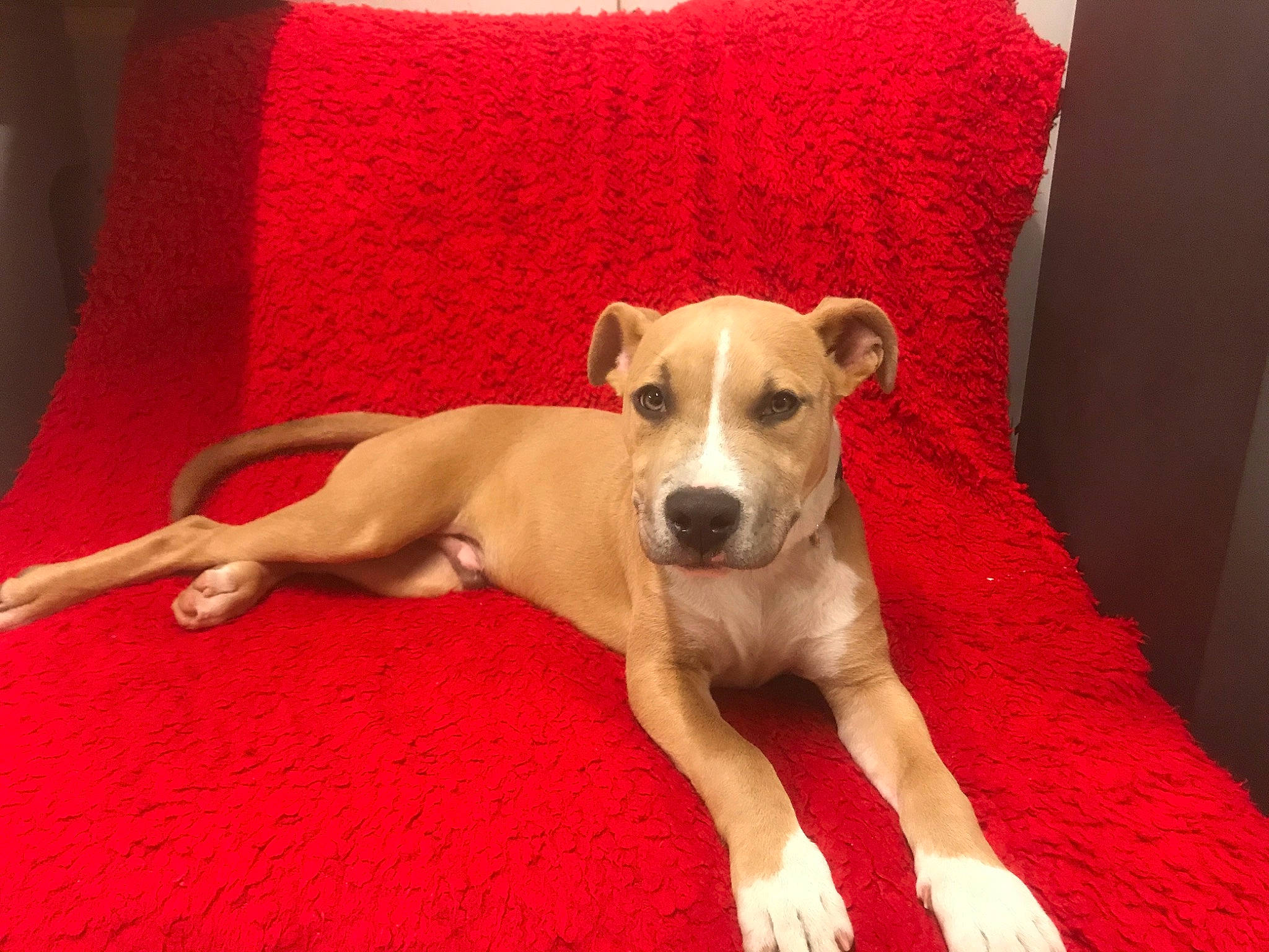 Scrapy a rejoint le concours — aidez-le/la à gagner de superbes lots ! canidae, carnivore, dog, dog_breed, fawn, greyhound, italian_greyhound, lurcher, mammal, non_sporting_group, potcake_dog, rare_breed_dog, snout, vertebrate, whippet