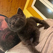 Lucifer a rejoint le concours — aidez-le/la à gagner de superbes lots ! animal, beard, cat, closeup, cozy, cute, face, furry, gray, human, indoor, kitten, looking, man, pet, resting, shirt, window, wood_ceiling, yellow_wall