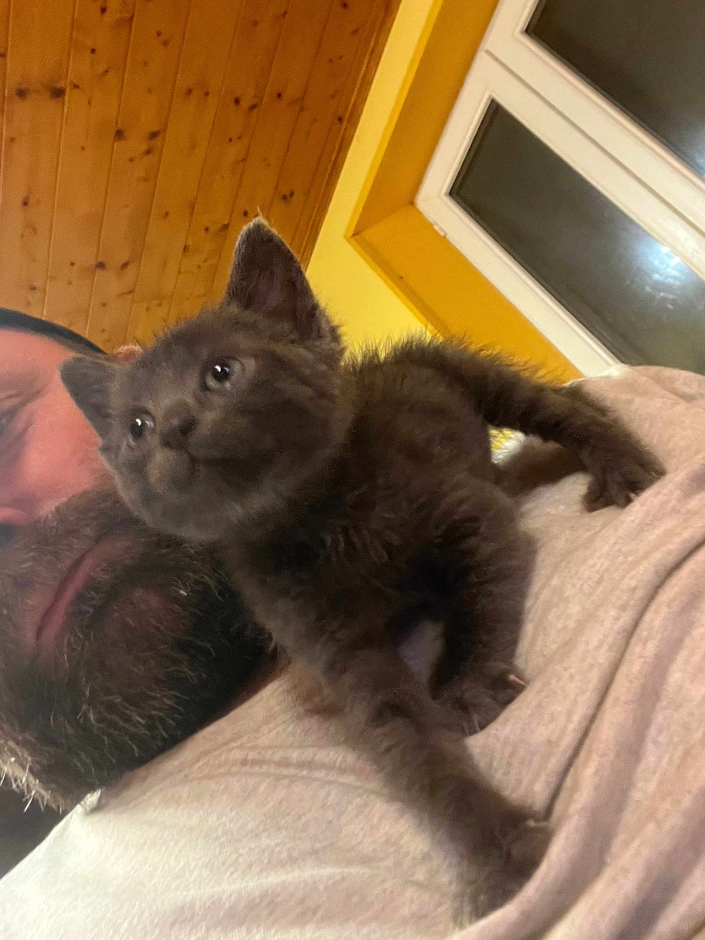 Lucifer a rejoint le concours — aidez-le/la à gagner de superbes lots ! animal, beard, cat, closeup, cozy, cute, face, furry, gray, human, indoor, kitten, looking, man, pet, resting, shirt, window, wood_ceiling, yellow_wall