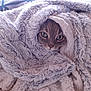 Joyce participe au concours pour gagner de l'argent avec cette photo : cat, blanket, cozy, fur, pet, indoor, comfort, animal, cute, face, eyes, snuggled, warm, soft, texture, resting, wrapped, closeup, fluffy, relaxed