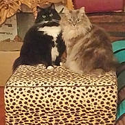 Joyce a rejoint le concours — aidez-le/la à gagner de superbes lots ! cat, cats, fluffy, feline, pet, animal, leopard_print, ottoman, furniture, indoor, wood_floor, curious, sitting, two_animals, black_cat, gray_cat, domestic_cat, cozy, home, pet_carrier