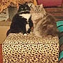 cat, cats, fluffy, feline, pet, animal, leopard_print, ottoman, furniture, indoor, wood_floor, curious, sitting, two_animals, black_cat, gray_cat, domestic_cat, cozy, home, pet_carrier