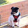 Taz participe au concours pour gagner de l'argent avec cette photo : dog, pet, outdoor, bench, wood, sunlight, harness, black, white, small_dog, nature, animal, sitting, daylight, closeup, ears, alert, fur, canine, portrait