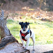 Taz a rejoint le concours — aidez-le/la à gagner de superbes lots ! dog, animal, pet, outdoor, tree_stump, nature, grass, sunlight, harness, black_and_white, small_dog, mammal, standing, canine, daylight, forest, wood, background_blur, curious, portrait