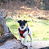 dog, animal, pet, outdoor, tree_stump, nature, grass, sunlight, harness, black_and_white, small_dog, mammal, standing, canine, daylight, forest, wood, background_blur, curious, portrait