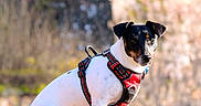 Taz participe au concours pour gagner de l'argent avec cette photo : dog, small_dog, jack_russell, pet, animal, outdoor, sunlight, wooden_platform, harness, sitting, nature, blurred_background, daylight, cute, canine, portrait, alert, fur, black_and_white, ears