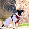dog, small_dog, jack_russell, pet, animal, outdoor, sunlight, wooden_platform, harness, sitting, nature, blurred_background, daylight, cute, canine, portrait, alert, fur, black_and_white, ears