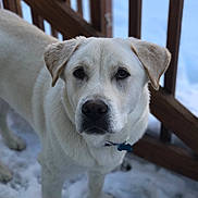 Jack is registered to the contest to win money with this photo: animal, canine, closeup, cold, collar, curious, daylight, dog, friendly, fur, looking, nature, outdoor, pet, portrait, snow, standing, white_dog, winter, wooden_railing