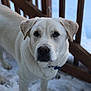 animal, canine, closeup, cold, collar, curious, daylight, dog, friendly, fur, looking, nature, outdoor, pet, portrait, snow, standing, white_dog, winter, wooden_railing