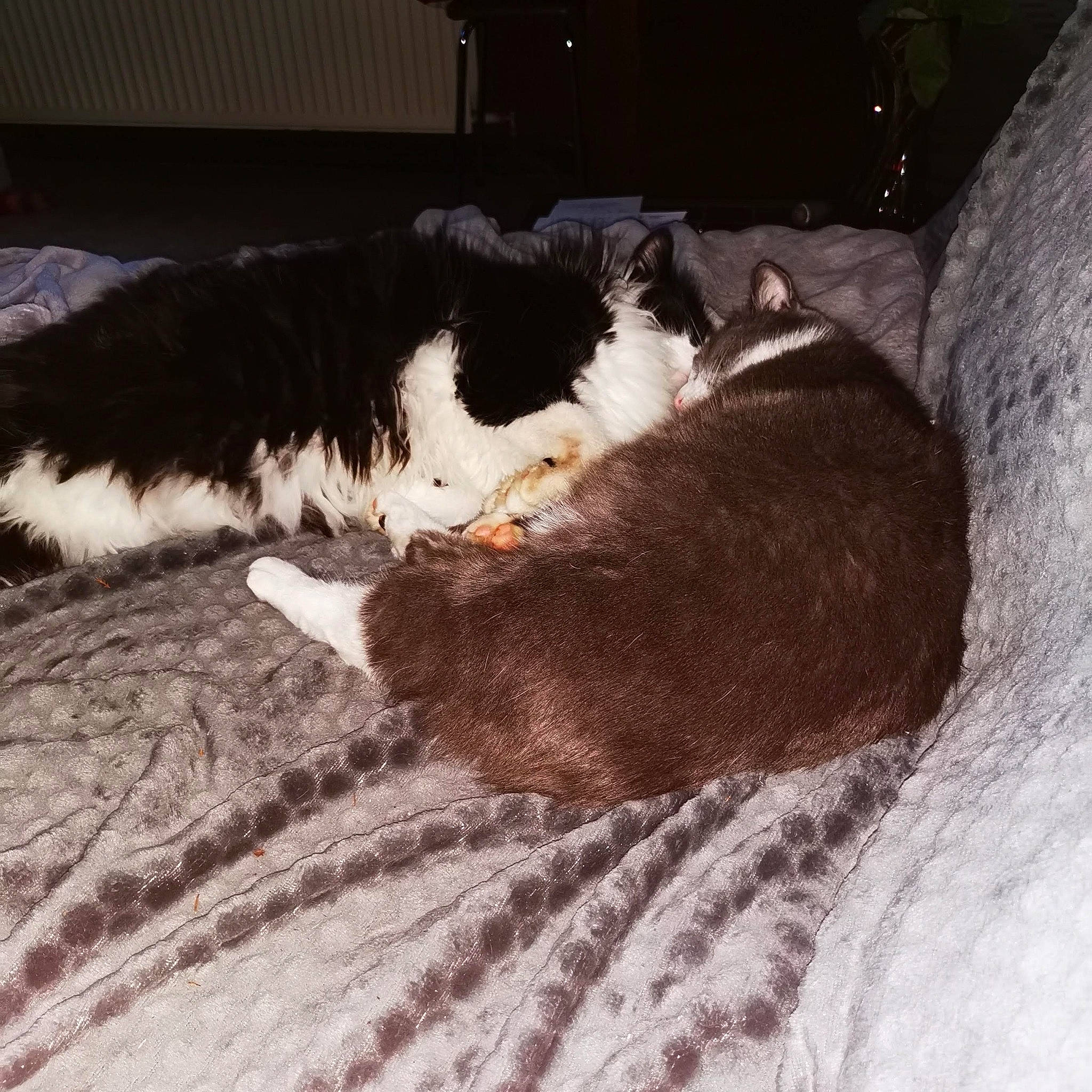 Fripouille participe au concours pour gagner de l'argent avec cette photo : canidae, carnivore, comfort, companion_dog, dog_breed, fawn, felidae, fur, human_leg, liver, small_to_medium_sized_cats, snout, snow, sporting_group, tail, tints_and_shades, whiskers, winter, wood, working_animal