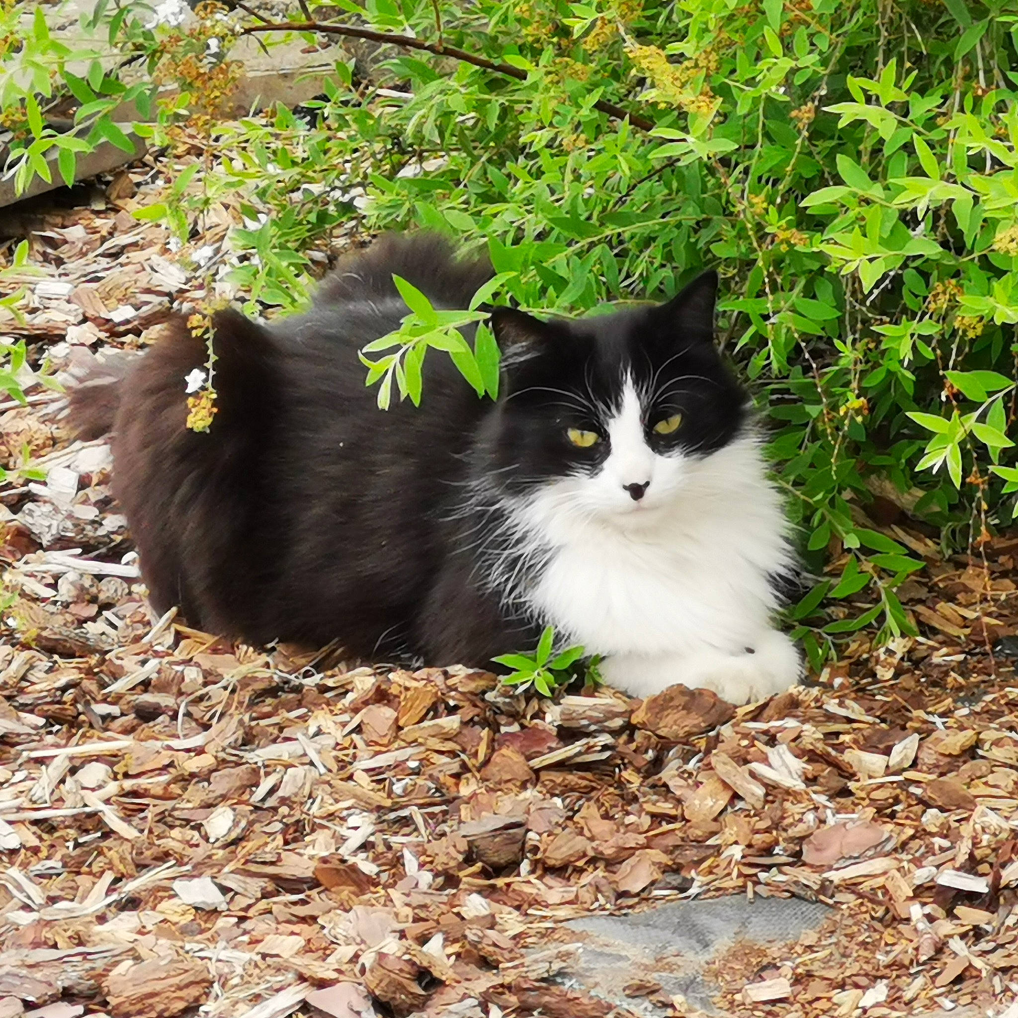 Fripouille participe au concours pour gagner de l'argent avec cette photo : annual_plant, carnivore, cat, domestic_short_haired_cat, felidae, fur, grass, groundcover, plant, shade, shrub, sitting, small_to_medium_sized_cats, snout, soil, tail, terrestrial_animal, tints_and_shades, whiskers, wood
