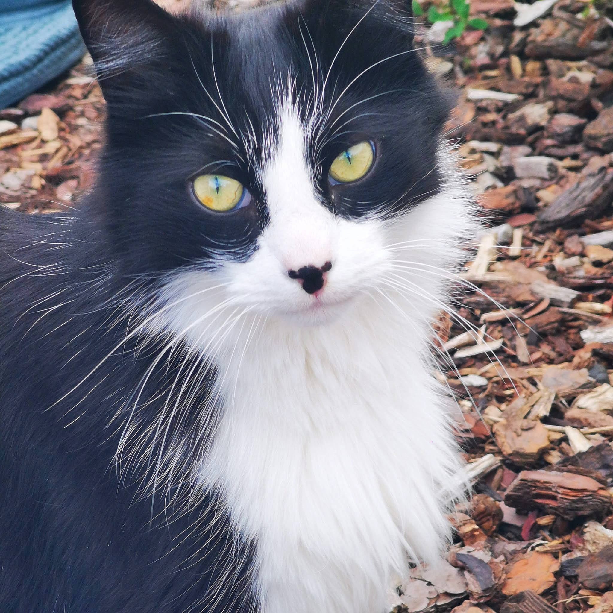 Fripouille participe au concours pour gagner de l'argent avec cette photo : asphalt, black_cat, british_longhair, carnivore, cat, domestic_short_haired_cat, electric_blue, eye, felidae, fur, grass, iris, plant, road_surface, sitting, small_to_medium_sized_cats, snout, tail, whiskers, window