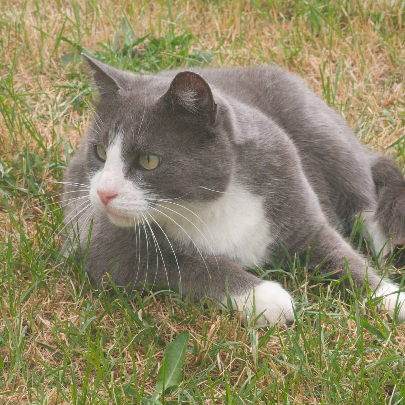 Casse Couilles participe au concours pour gagner de l'argent avec cette photo : carnivore, cat, domestic_short_haired_cat, felidae, fur, grass, groundcover, paw, plant, small_to_medium_sized_cats, snout, tail, terrestrial_animal, tree, whiskers