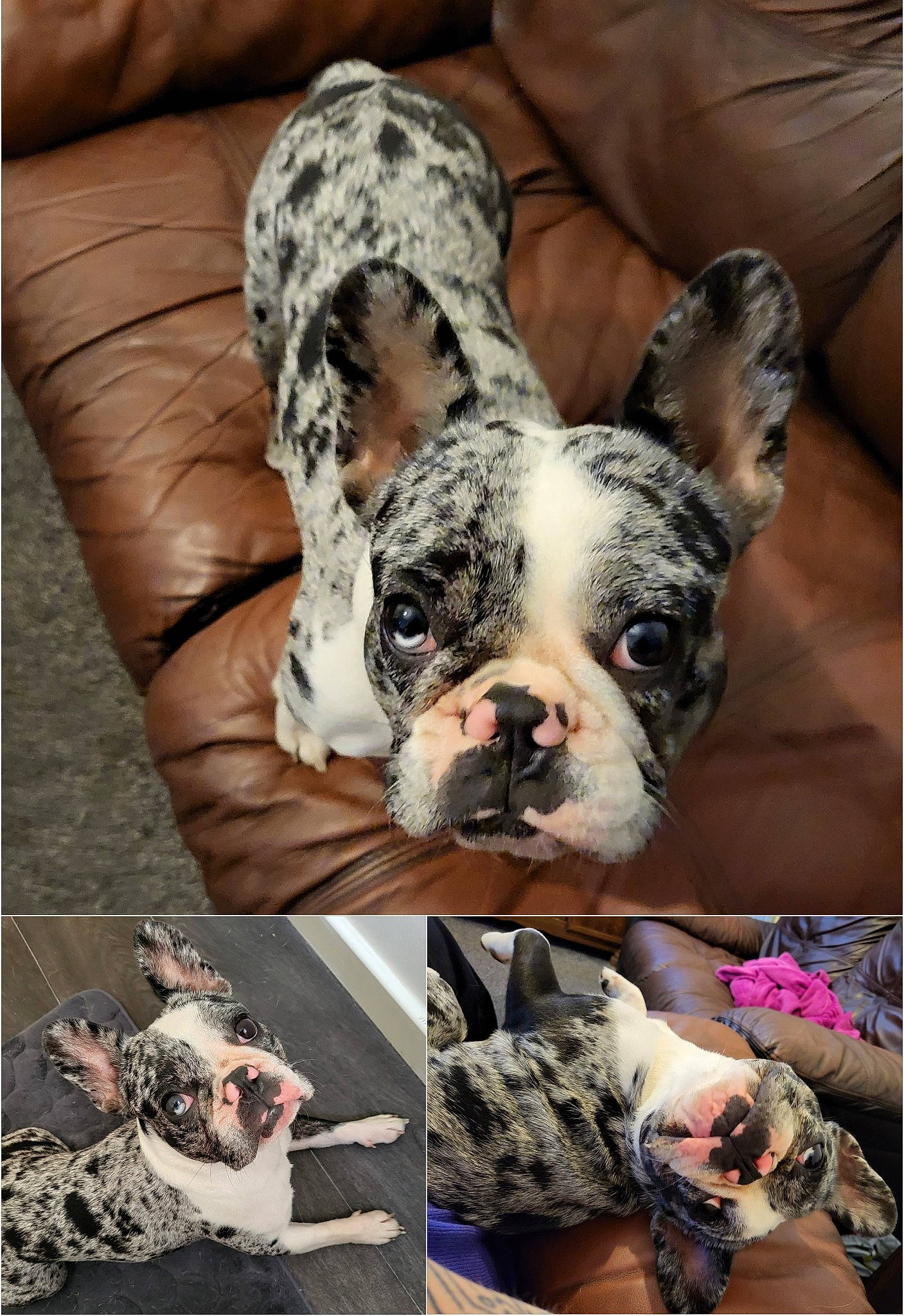 Franny is registered to the contest to win money with this photo: bulldog, canidae, carnivore, comfort, companion_dog, dog, dog_breed, ear, fawn, fur, grass, photograph, snapshot, snout, sporting_group, stock_photography, terrestrial_animal, toy_dog, whiskers, working_animal