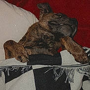 Lana joined the competition — help win amazing prizes! dog, blanket, checkered_pattern, pet, cozy, indoors, fur, paw, resting, red_background, charging_cable, curious, mischievous, canine, comfort, domestic_animal, animal, relaxed, sleepy, snuggled