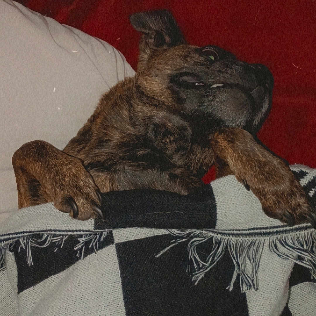 Lana joined the competition — help win amazing prizes! dog, blanket, checkered_pattern, pet, cozy, indoors, fur, paw, resting, red_background, charging_cable, curious, mischievous, canine, comfort, domestic_animal, animal, relaxed, sleepy, snuggled