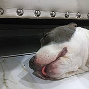 Chyna is registered to the contest to win money with this photo: dog, sleeping, lying_down, white_dog, gray_patch, tongue, muzzle, nose, pet, indoor, floor, chair, upholstery, metal_studs, closeup, relaxed, resting, funny, home, portrait